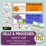 Cells, Cell Processes and Characteristics of Living Things