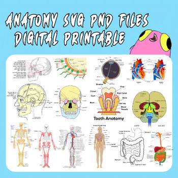 Preview of Visualize the Human Body: 16 Anatomy Clip Art Images (SVG & PNG)