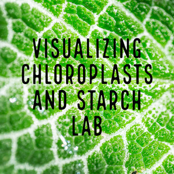 Preview of Visualizing Chloroplasts and Starch Microscope Slide Lab