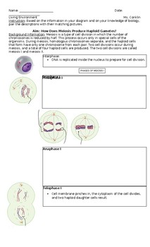 Preview of Visualizing Meiosis