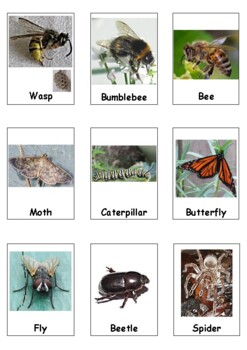 CLASS/ HOME/ CHILDMINDER/ EYFS NATURE INSECTS MINI BEASTS 32 FLASH CARDS 