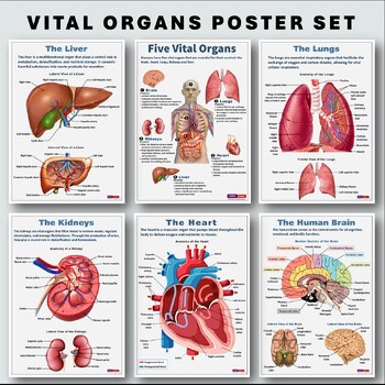 Preview of Vital Organs Poster Set