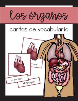 Preview of Vocabulario de los órganos y sistemas del cuerpo /  Organs & Body Vocab Spanish