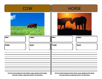 Preview of Vocabulary Graphic Organizers - for animals males, females, young, groups