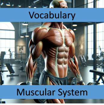Preview of Vocabulary Muscular System