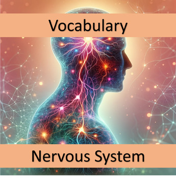 Preview of Vocabulary Nervous System