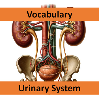 Preview of Vocabulary Urinary System