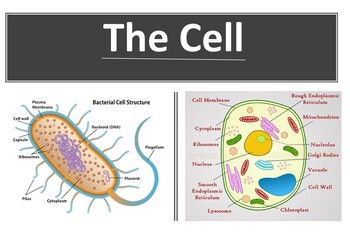 Preview of Vocabulary chart for Cells