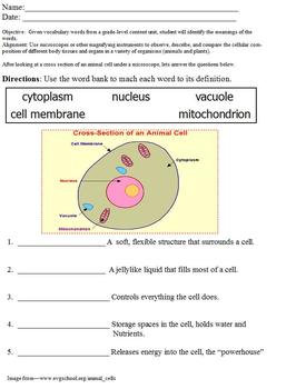 Preview of Vocabulary for Cross-section of Animal Cell; Modified Life Science; special ed