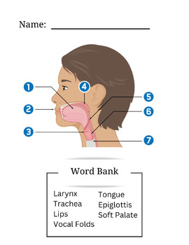 Preview of Vocal Tract Quiz