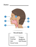 Vocal Tract Quiz