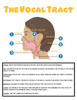 Preview of Vocal Tract Terms Handout