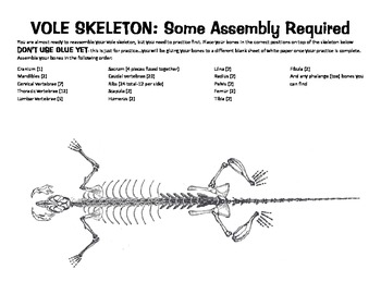Vole Skeleton template for Owl pellets by Scienceisfun | TpT