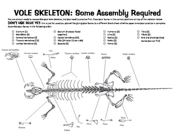 vole skeleton