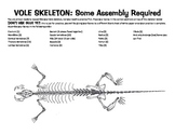 Vole Skeleton template for Owl pellets