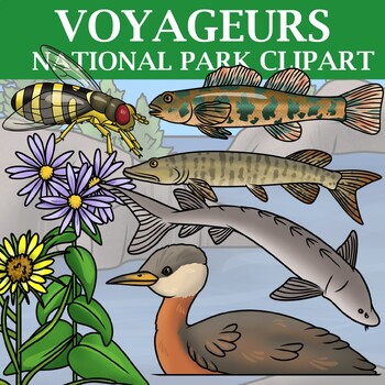 Preview of Voyageurs National Park Clipart - Plants and Animals of the National Parks
