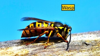 Preview of WASPS: Animated Keynote/PPT Presentation, Colorful Science