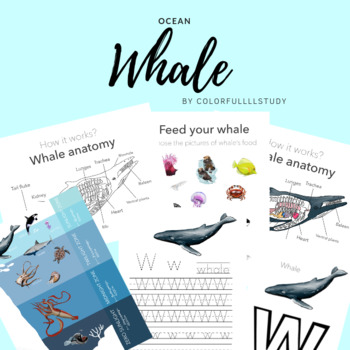 Preview of WHALE ANATOMY (OCEAN LAYERS) - by colorfullllstudy