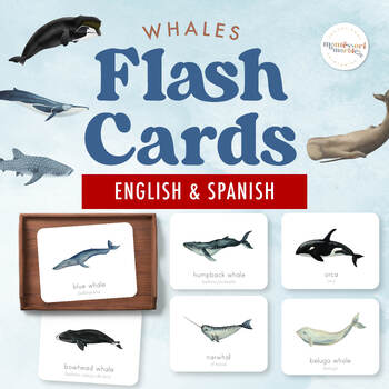Preview of WHALES Flash Cards in English & Spanish | Different Types of Whales