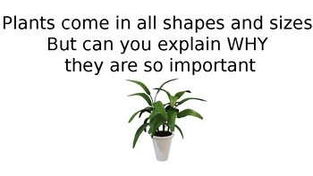 Preview of WHAT PLANTS ABSORB
