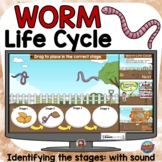 WORM (INVERTEBRATE) LIFE CYCLE BOOM DIGITAL