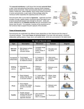 Worksheet What Are Joints And Types Of Synovial Joints Hs Ls1