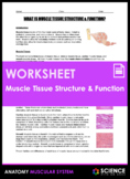 Worksheet - What is Muscle Tissue Structure and Function (HS-LS1)