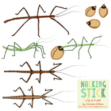 Walking Stick Insect Clip Art Set