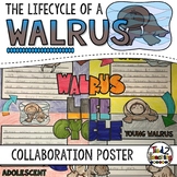 Walrus Life Cycle Activity: Collaborative Research Poster