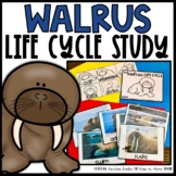 Walrus Life Cycle | Centers, Activities and Worksheets | W