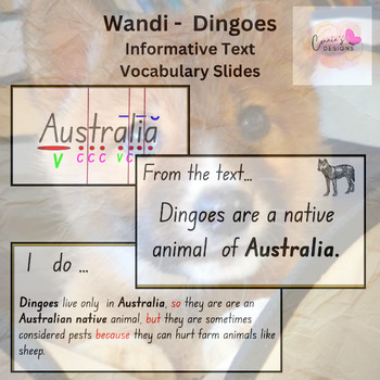 Preview of Wandi - Dingoes Fluency Passages Vocabulary Slides