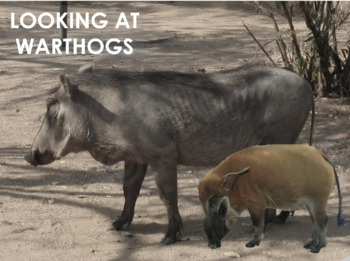 Preview of WARTHOGS - Interactive PowerPoint presentation including video snippets (mp4)