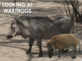 WARTHOGS - Interactive PowerPoint presentation including v