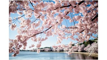 Preview of Washingtong DC Cherry Blossom Festival Lesson