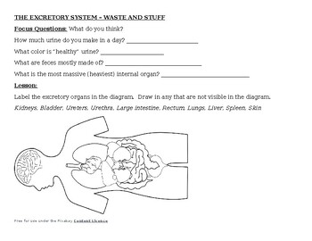 Preview of Waste and Stuff -- The Excretory System worksheets
