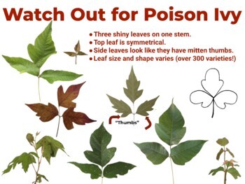 Watch Out for Poison Ivy Printable Sign. Help Identify Poison Ivy