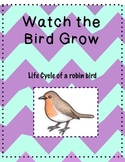 Watch the Bird Grow Lifecycle of a Robin Bird