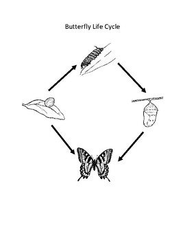 Water & Butterfly Cycle by Science Working Smarter Not Harder | TPT