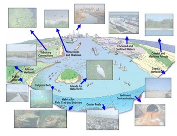 estuary diagram for kids