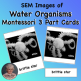 Water Organisms SEM Images on Printable Montessori 3 Part Cards