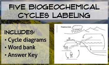 Preview of Water, Oxygen, Carbon, Nitrogen, and Phosphorus Cycles Labeling