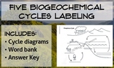 Water, Oxygen, Carbon, Nitrogen, and Phosphorus Cycles Labeling