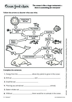 Water science printable, Aboriginal Dreamtime printable, Ocean food chain