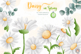 Watercolor Daisy Flower Spring Clipart Collection