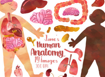 Preview of Watercolor Human Anatomy Clipart