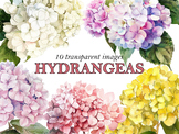 Watercolor Hydrangeas Clipart