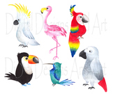 Watercolor birds clipart, Tropical bird clipart, Watercolor bird