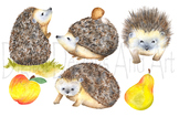 Watercolor hedgehog clipart, porcupine clipart, Forest ani