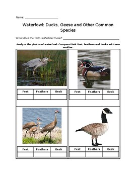Preview of Waterfowl: Ducks, Geese and Other Common Species