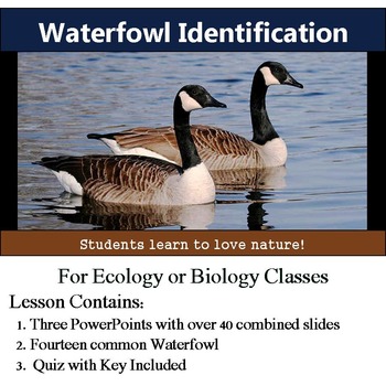 Preview of Waterfowl Identification - 13 Common Waterbirds - with assessment